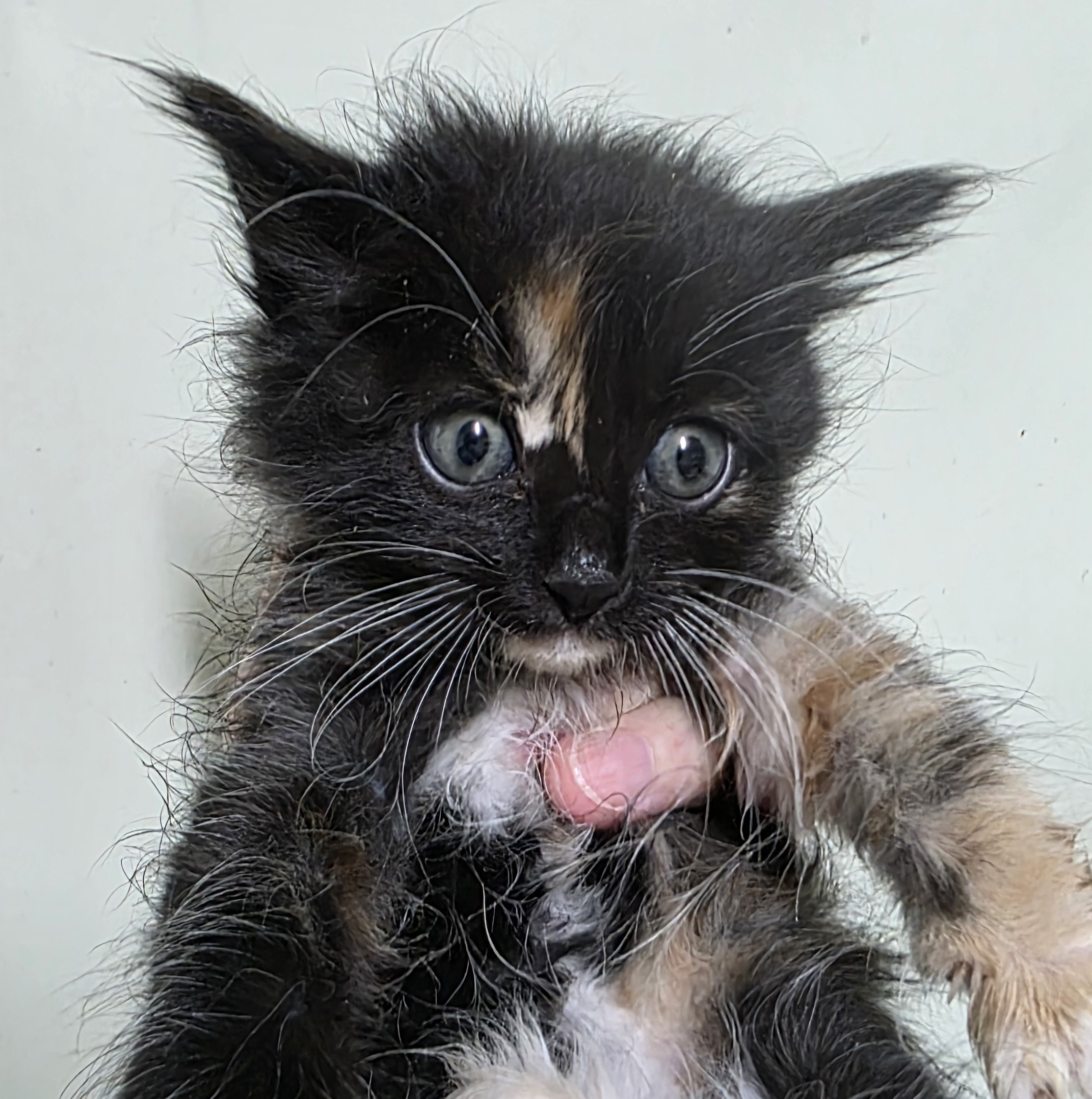 종료(입양) 믹스묘…